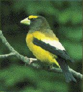 Evening Grosbeak