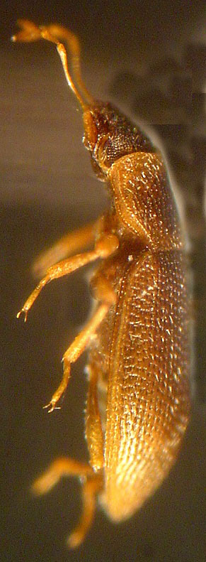 Hydraena atlantica