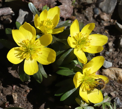 A bee enjoys our winter aconites